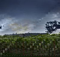 Dalrymple Vineyards - Tourism Gold Coast