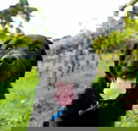 Every Man and His Dog Vineyard - Tourism Gold Coast