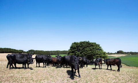 Hillock Downs Produce Store - Tourism Gold Coast 0