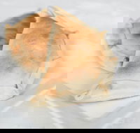 Latin Foods and Wines - Tourism Gold Coast