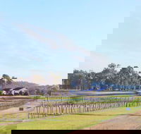 Blacklea Vineyard and Olive Grove - Tourism Gold Coast
