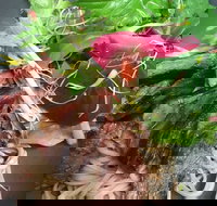 Ollie Masons Piattini Cafe - Tourism Gold Coast