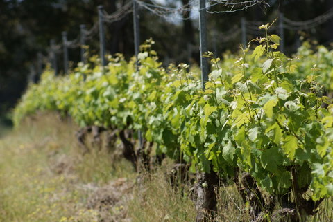 Barton Jones Wines - Tourism Gold Coast 1