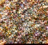 Mitch's Pizza  Pasta - Tourism Gold Coast