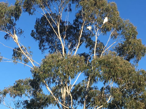 Mongarlowe Gourmet - Tourism Gold Coast 1