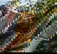 Pure Peninsula Honey - Tourism Gold Coast