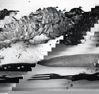 The Queensland Hotel - Tourism Gold Coast