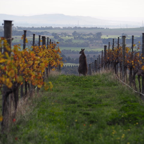 Barwon Ridge Wines - Tourism Gold Coast 0