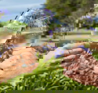 Redgate Wines - Tourism Gold Coast