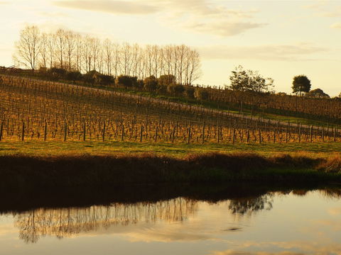 Brook Eden Vineyard - Tourism Gold Coast 1