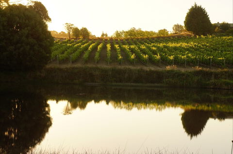 Brook Eden Vineyard - Tourism Gold Coast 2