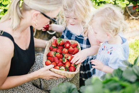 Hillwood Berries Farmgate & Pick Your Own - Tourism Gold Coast 2