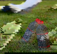 Bodalla Dairy - Cheese Milk and Ice Cream Factory and Cafe - Tourism Gold Coast