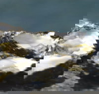 Jim Wild's Oyster Service - Tourism Gold Coast