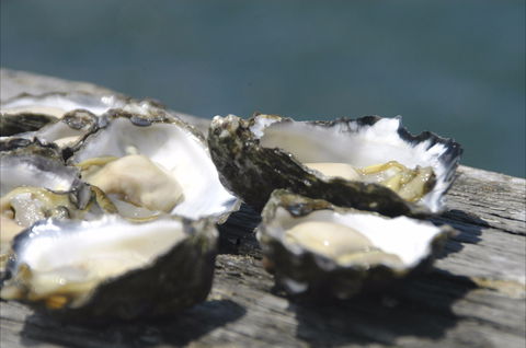 Jim Wild's Oyster Service - Tourism Gold Coast 0