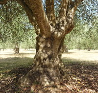 Lentara Grove - Tourism Gold Coast