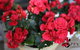 Poppy’s Home & Garden Centre - thumb 0