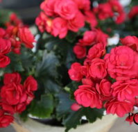 Poppys Home  Garden Centre - Tourism Gold Coast
