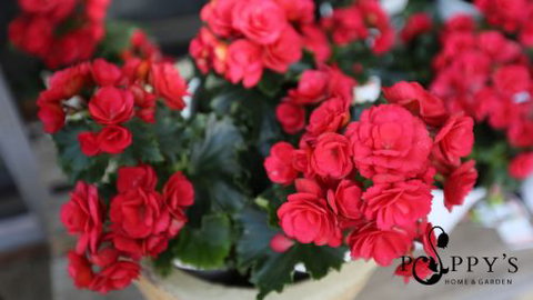 Poppy’s Home & Garden Centre - Tourism Gold Coast 0