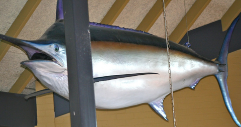 Crescent Head Tavern - Tourism Gold Coast 2