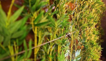 I Love Pho Crows Nest - Tourism Gold Coast 19