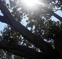 The Season Tree - Tourism Gold Coast