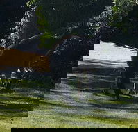 Footprints - Tourism Gold Coast