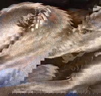 Domino's Pizza Plympton - Tourism Gold Coast