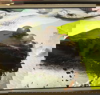 Baker Bear's Bakery - Tourism Gold Coast