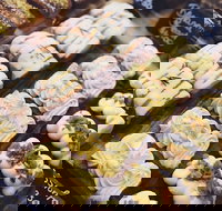 Butcher Baker Coffeemaker - Gold Coast