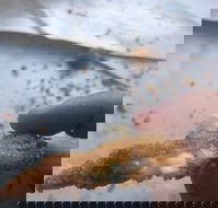 Wild Local Prawns - Tourism Gold Coast