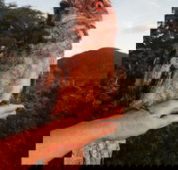 Cafe Anywhere - Tourism Gold Coast