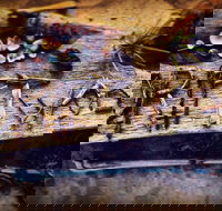 Driftwood Cafe - Tourism Gold Coast