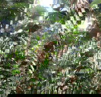 Spirits of Daintree - Tourism Gold Coast