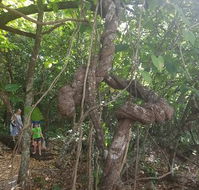 Foxy's Bar - Tourism Gold Coast