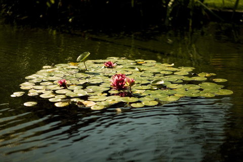 University House - ANU - Gold Coast 17