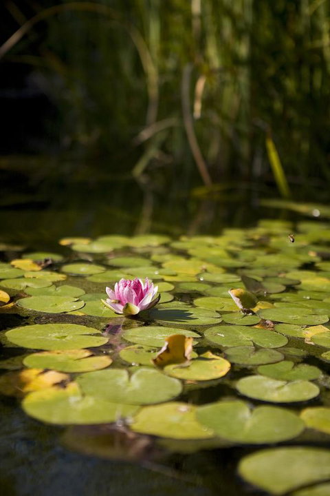 University House - ANU - Gold Coast 35