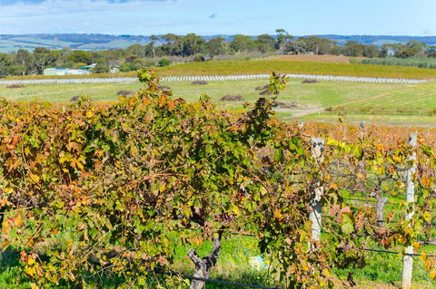 Sun & Surf Aldinga Beach Apartment - Tourism Gold Coast 15