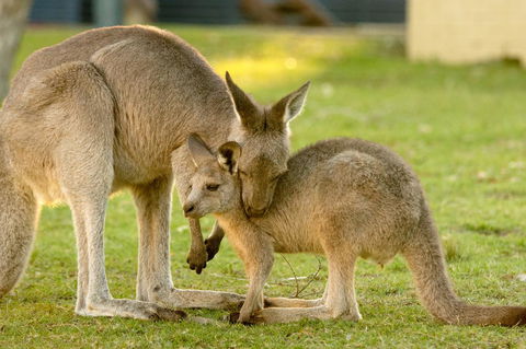 BIG4 Tasman Holiday Parks - Racecourse Beach - Tourism Gold Coast 39