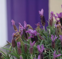 The Purple Door on Seaview - Gold Coast