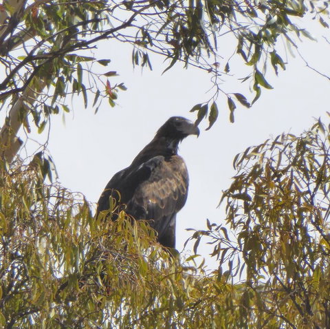 Molly's Chase - Tourism Gold Coast 30