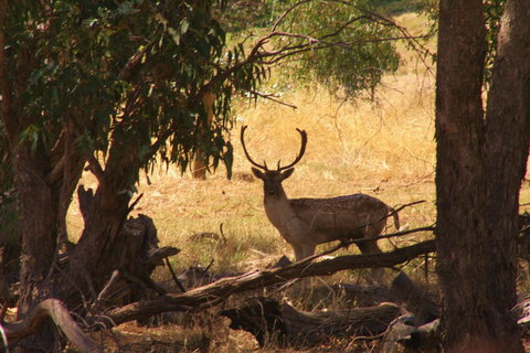 Molly's Chase - Tourism Gold Coast 11