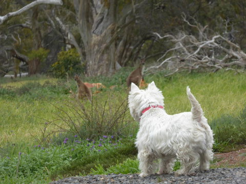 Molly's Chase - Tourism Gold Coast 27