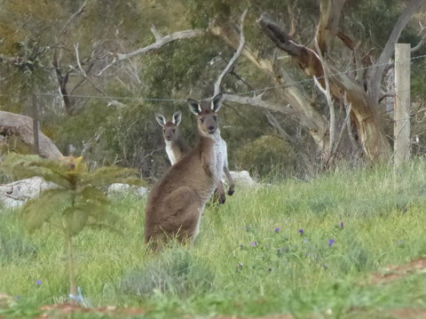 Molly's Chase - Tourism Gold Coast 10
