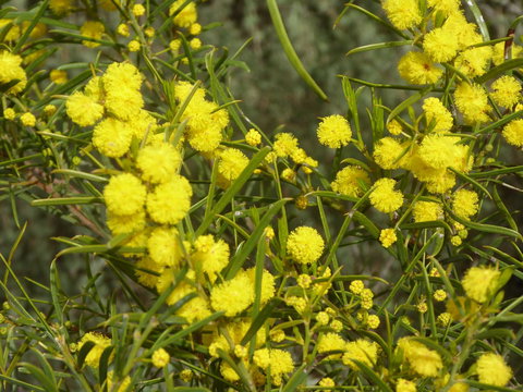 Molly's Chase - Tourism Gold Coast 14