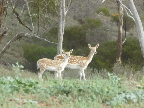 Molly's Chase - Tourism Gold Coast 25