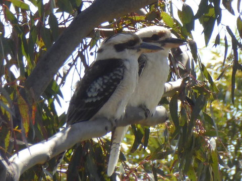 Molly's Chase - Tourism Gold Coast 26