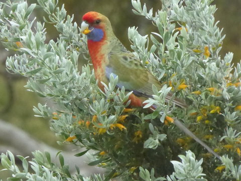 Molly's Chase - Tourism Gold Coast 24