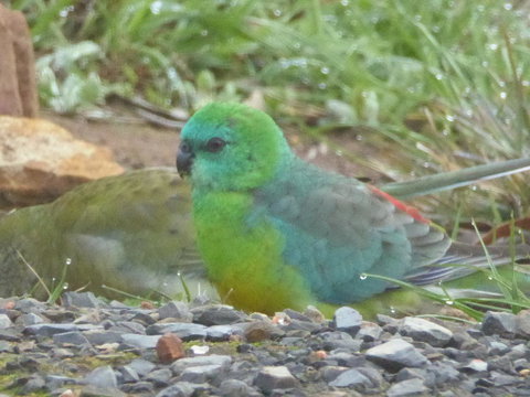 Molly's Chase - Tourism Gold Coast 15