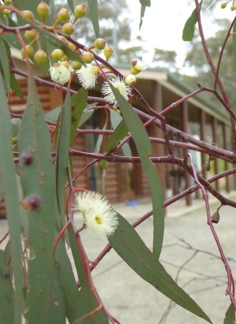 Molly's Chase - Tourism Gold Coast 9